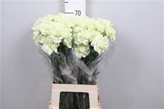 Di St Prado Mint 70cm 23
