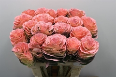 Brassica Painted Pink