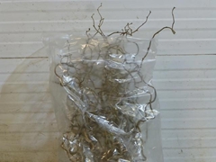Coryl Av Contorta 65cm