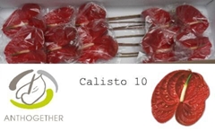 Anth A Calisto 15cm Ø