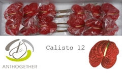 Anth A Calisto 13cm Ø