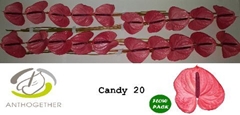 Anth A Candy-oost- 60cm 9cm Ø
