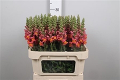 Antir Potomac D Oran 75cm