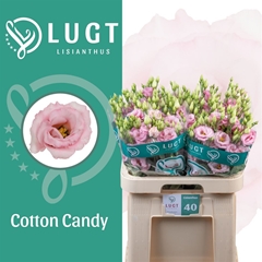 Eus G Cotton Candy