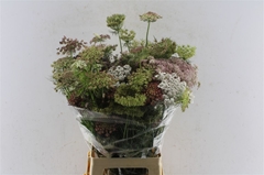 Daucus Carota Dara 75cm