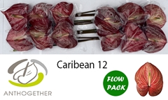 Anth A Caribean 13cm Ø