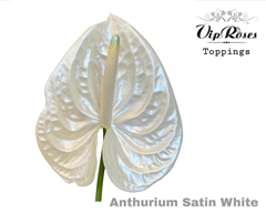 Ant A Satin White