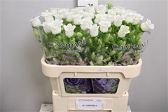 Camp Champion White 70cm