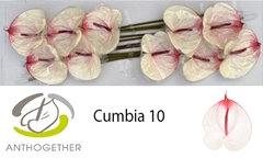 Anth A Cumbia 15cm Ø