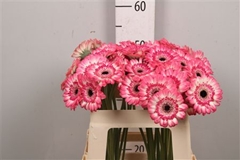 Ge Mi Jagoda 50cm 7gram