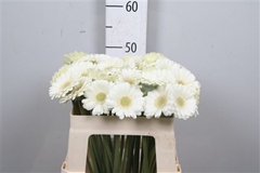 Germini Albino 50cm 7cm Ø