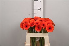 Germini Caramba 50cm 7cm Ø