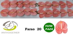 Anth A Farao 9cm Ø