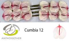 Anth A Cumbia 13cm Ø