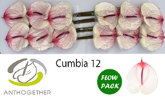 Anth A Cumbia 13cm Ø