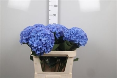 Hydr M Royal Parade 80cm 22cm Ø