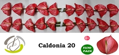 Anth A Caldonia 9cm Ø
