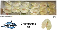 Anth A Champagne 60cm 13cm Ø