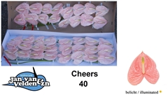 Anth A Cheers 55cm 11cm Ø