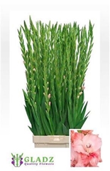 Glad Gr Adrenalin 115cm 220gram