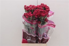Di St Nobbio Velluto