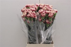 Di St Merlet Crimson