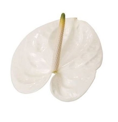 Anth A Adina 60cm 13cm Ø