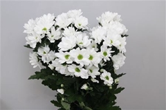 Chr T Ilonka 70cm 75gram