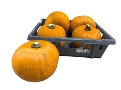 Cuc Maxima Halloween