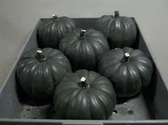 Cucurbita Pepo
