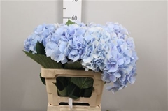 Hydr M Verena Blue 60cm 19cm Ø