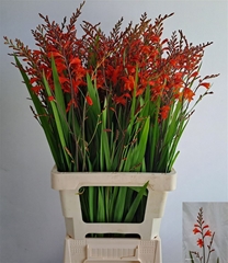 Crocos Red King