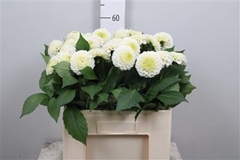 Dahl Caro 55cm