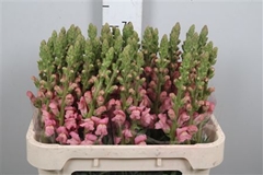 Antir Potomac Pink 75cm