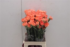 Di St Hermes Orange
