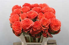 Brassica Painted Red