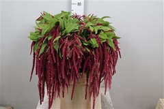 Amar Ca Lov Li Bleed 80cm