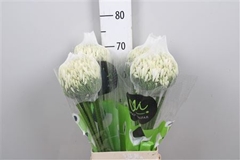 Agap Gletsjer 70cm