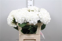 Hydr M Royal Highnes 80cm 25cm Ø
