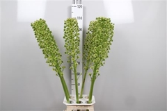 Eucomis P-e Goliath 110cm