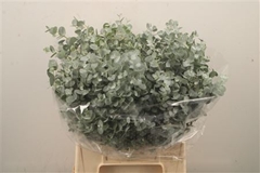 Euca Gunnii P Bs 50cm 150gram