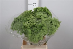 Ammi Visn Green Mist 70cm
