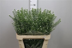 Ast Monte Cassino 85cm 30gram