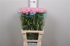 Camp M Pearl Pink 70cm