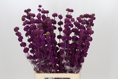 Callicarpa Giraldii 80cm