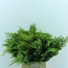 Cham Ob N Grac P Bs 40cm