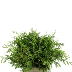 Thuja Pl Zebrina Bs 40cm