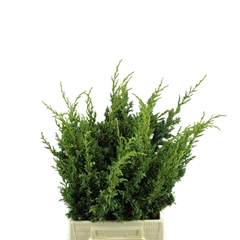 Juni Ch Blaauw Bs 40cm