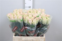 R Gr Pink Athena 60cm