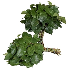 Gaultheria Shall Bs 40cm
